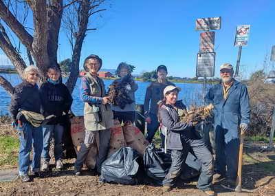 Volunteers removing giant cane from Berkeley's Aquatic Park.